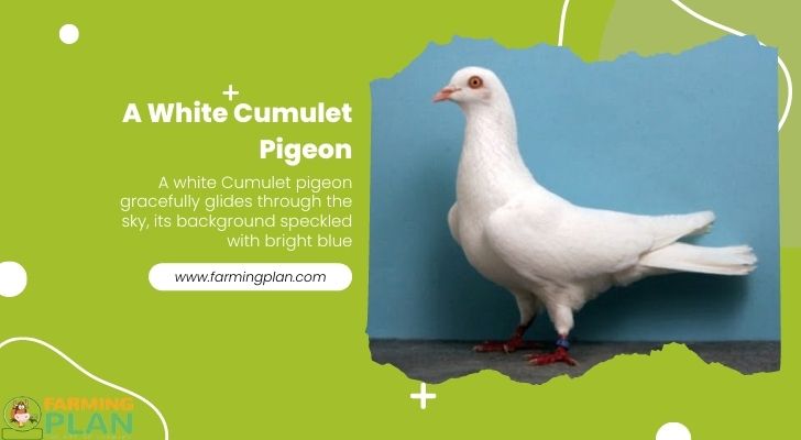 A White Cumulet Pigeon