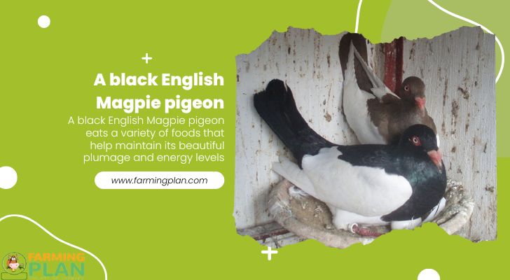 A-black-English-Magpie-pigeon