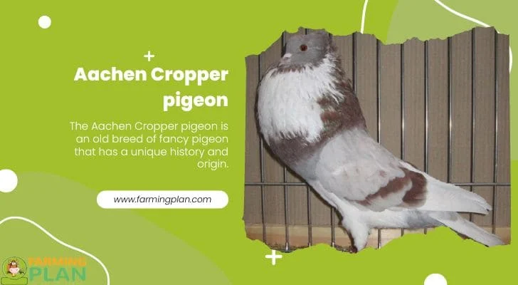 Aachen-Cropper-pigeon