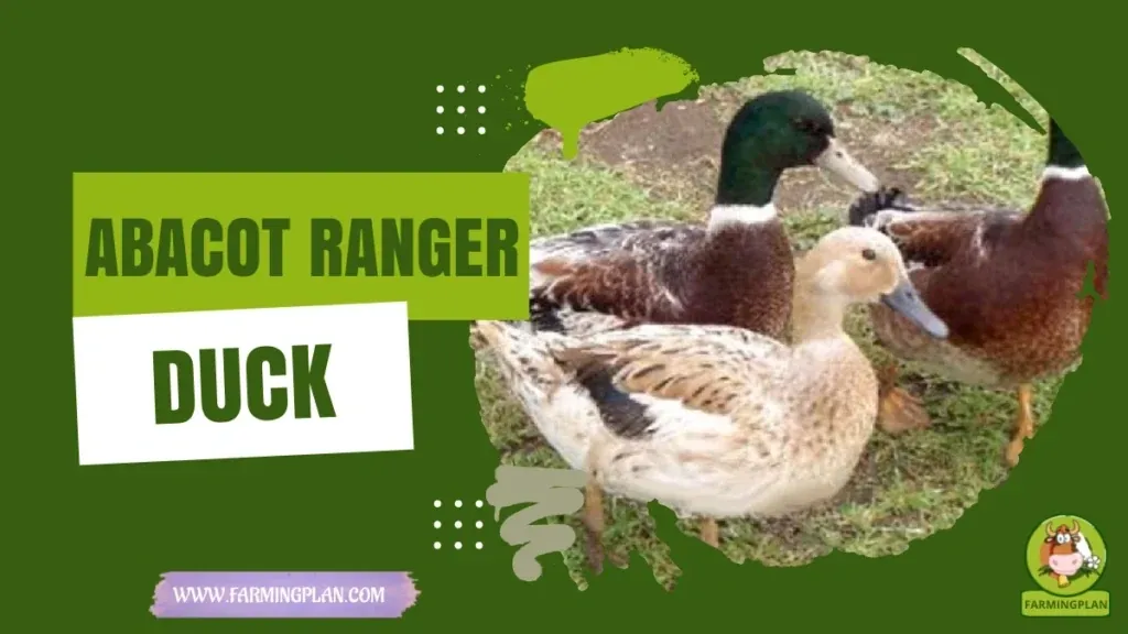 Abacot Ranger Duck characteristics, agricultural utility and breed care guide