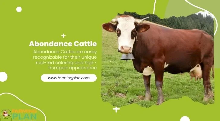 Abondance-Cattle