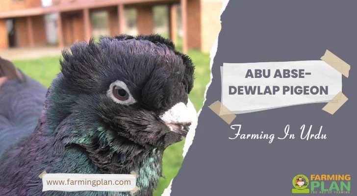 Abu Abse-Dewlap Pigeon