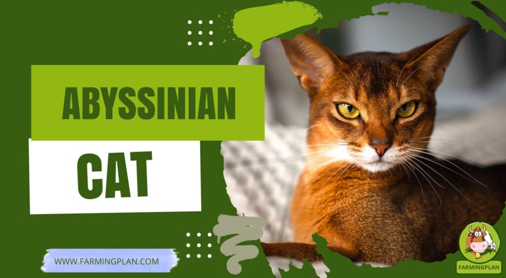 Abyssinian Cats