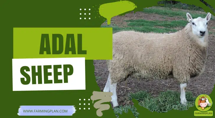 Adal Sheep