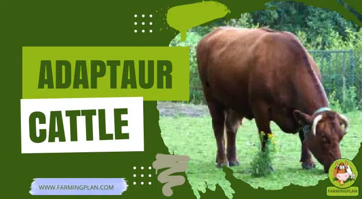 Adaptaur Cattle