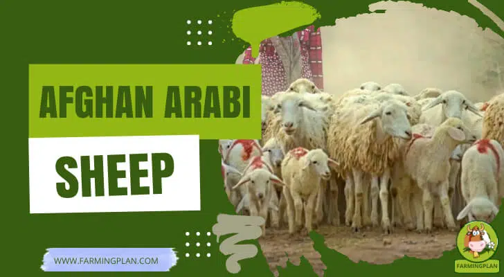 Afghan Arabi Sheep