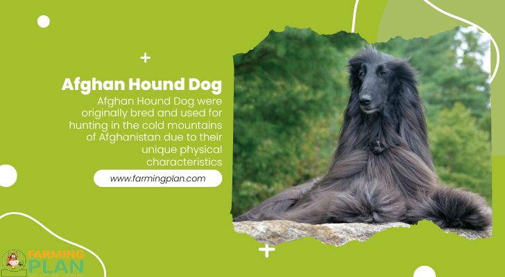 Afghan-Hound-Dog