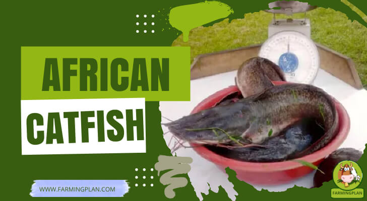 African Catfish