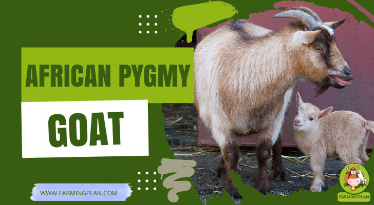 African Pygmy Goat