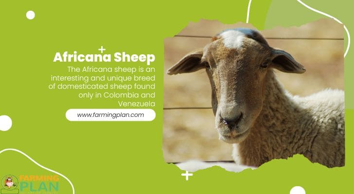 Africana Sheep: The Right Pet For You - Farming Plan