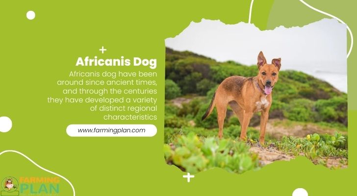 Africanis-Dog