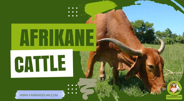 Afrikaner Cattle