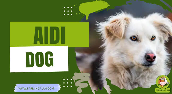 Aidi Dog