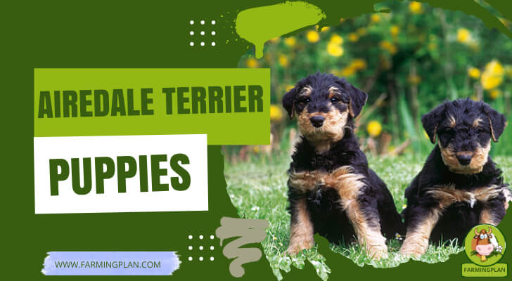 Airedale Terrier Puppies