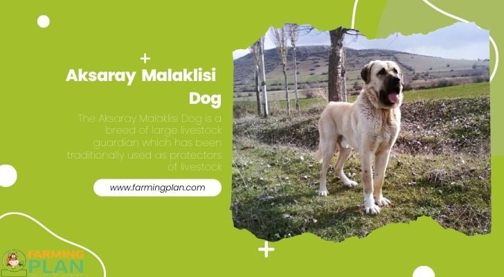 Aksaray Malaklisi Dog