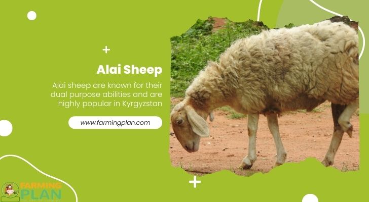 Alai Sheep