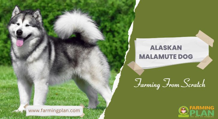 Alaskan Malamute Dog