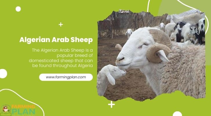 Algerian Arab Sheep