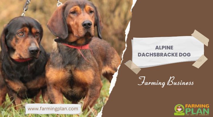 Alpine Dachsbracke Dog