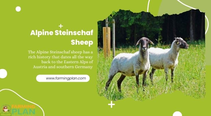 Alpine Steinschaf Sheep