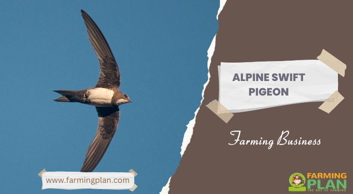 Alpine Swift Pigeon