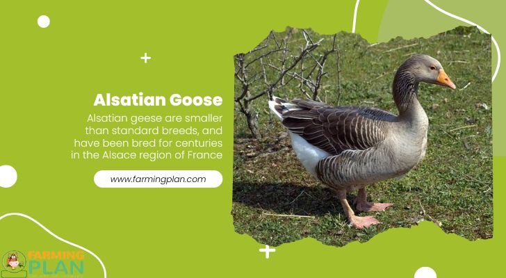 Alsatian-Goose