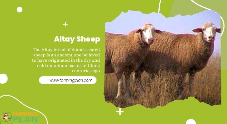 Altay Sheep