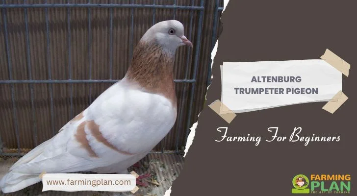 Altenburger Trumpeter Pigeon