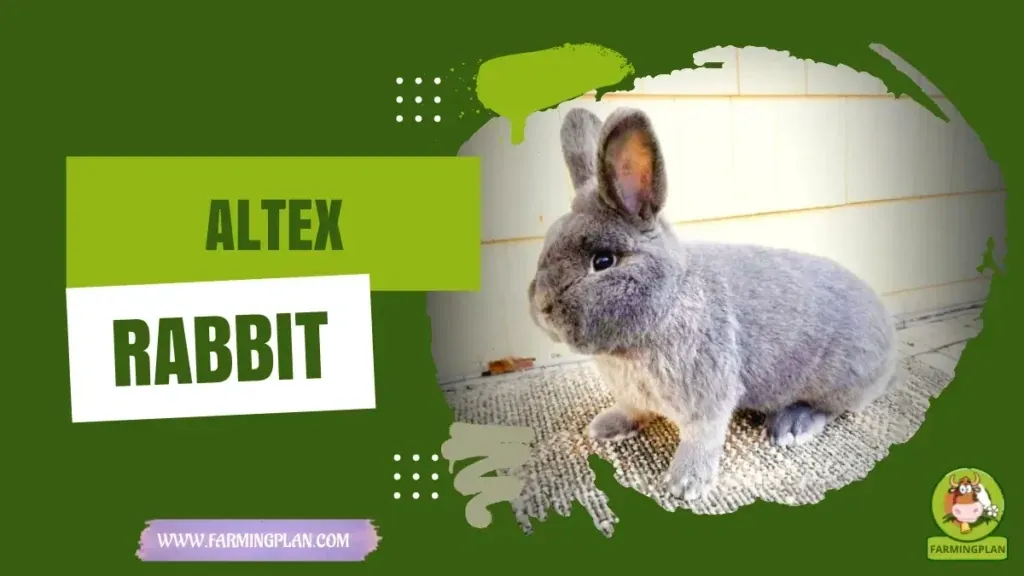 Altex Rabbit characteristics, agricultural utility and breed care guide