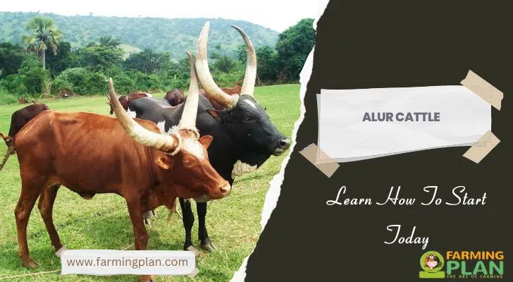 Alur Cattle