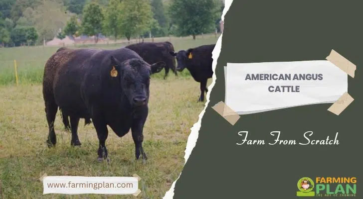 American Angus Cattle