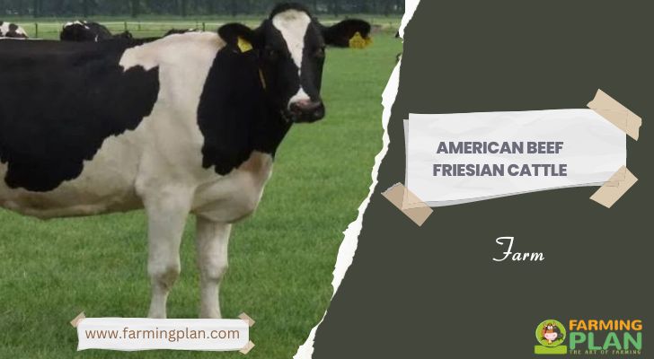 American Beef Friesian Cattle