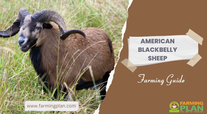 American Blackbelly Sheep