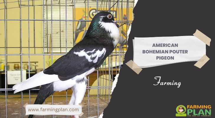 American Bohemian Pouter Pigeon