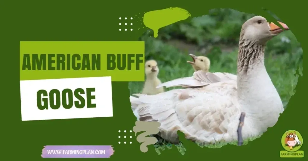 American Buff Goose characteristics, agricultural utility and breed care guide
