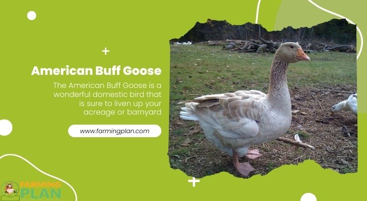 American Buff Goose: The Most Underrated Waterfowl In North America -  Farming Plan