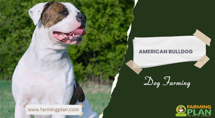 American Bulldog