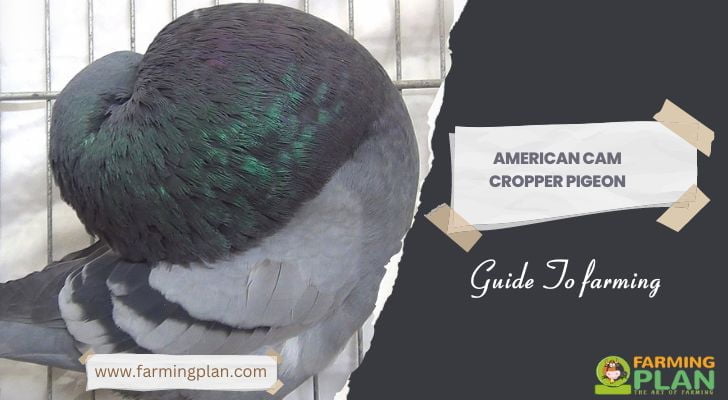 American Cam Cropper Pigeon