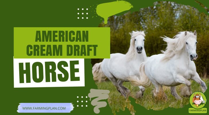 American Cream Draft Horse