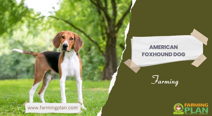 American Foxhound Dog