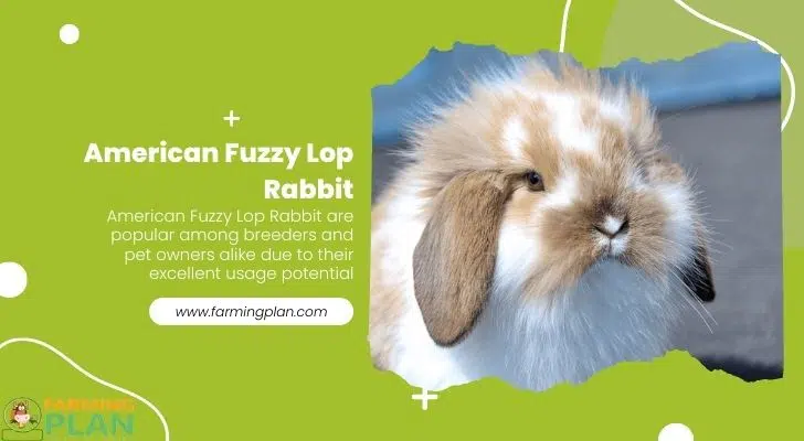 American fuzzy lop rabbit 2024 club