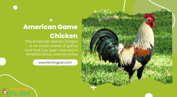 American Game Chicken