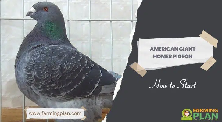 American Giant Homer Pigeon