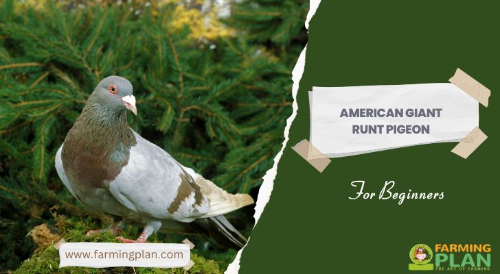 American Giant Runt Pigeon