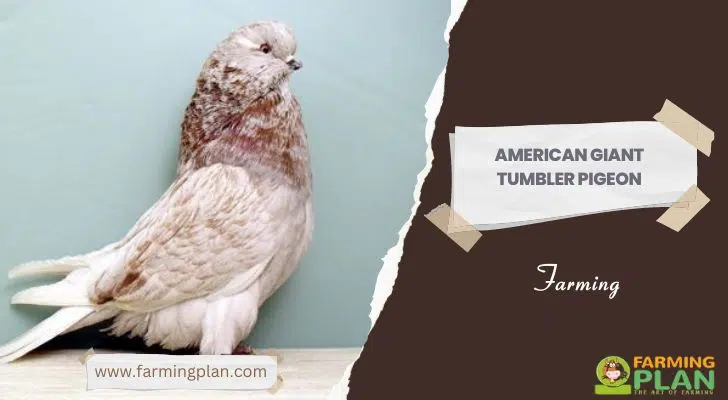 American Giant Tumbler Pigeon