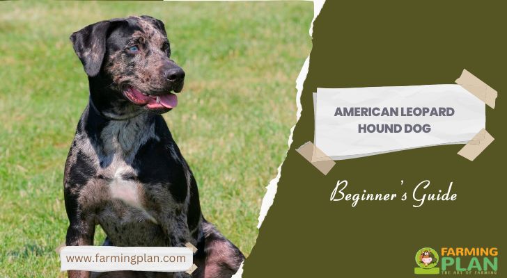 American Leopard Hound Dog