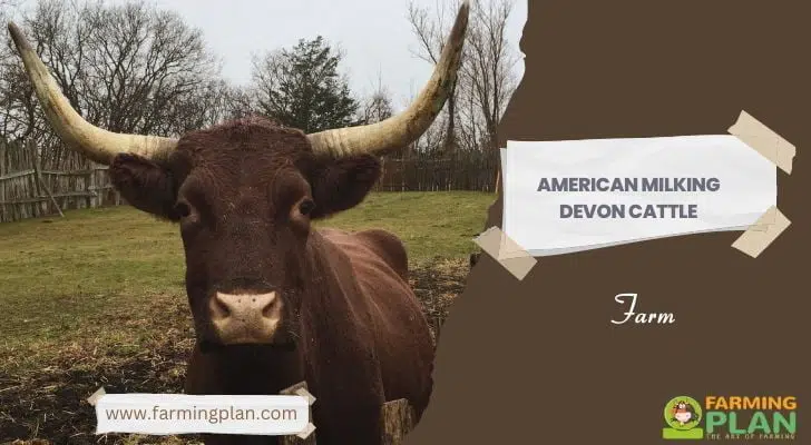 American Milking Devon Cattle