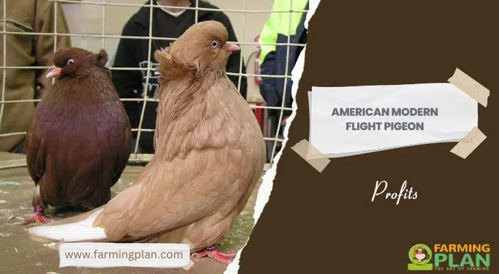 American Modern Flight Pigeon