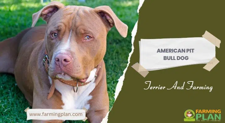 American Pit Bull Dog