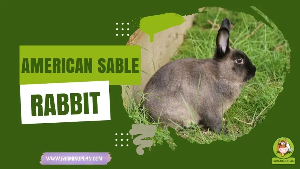 American Sable Rabbit characteristics, agricultural utility and breed care guide